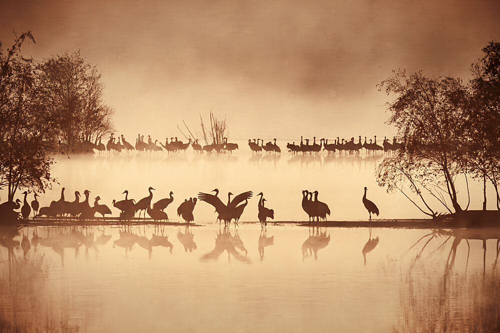 Misty Morning Cranes art print by Andreas Trint for $57.95 CAD