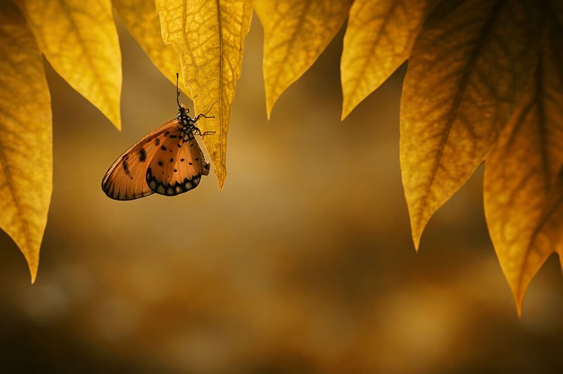 Delicate Autumn Butterfly art print by Edy Pamungkas for $57.95 CAD