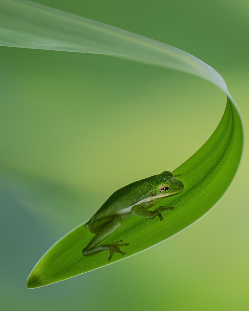 Serene Green Frog on Leaf art print by Qing Zhao for $57.95 CAD