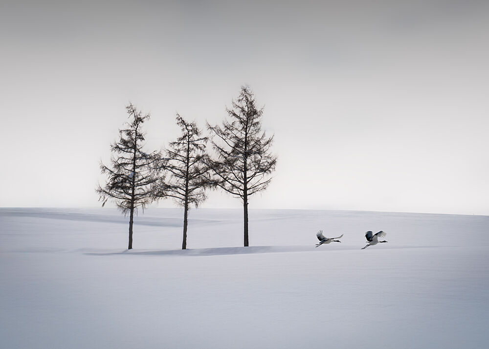 Graceful Cranes Winter Scene art print by Dawn X W for $57.95 CAD