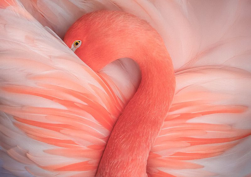 Pink Flamingo Serenity art print by Catherine Wang for $57.95 CAD