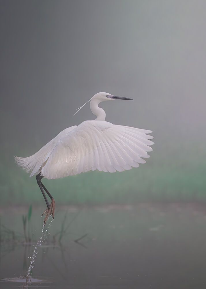 Graceful Egret Splash art print by Paolorossi for $57.95 CAD