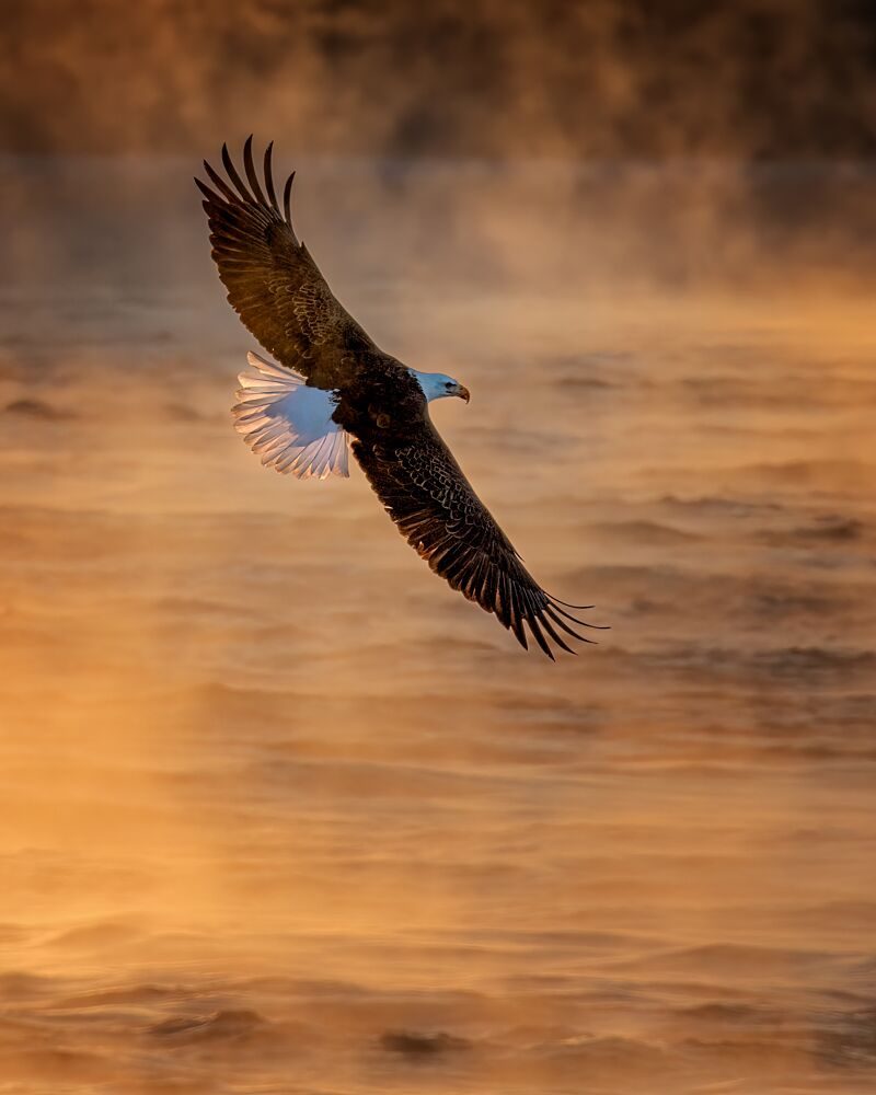 Bald Eagle Golden Flight art print by Chong Q. Wu for $57.95 CAD