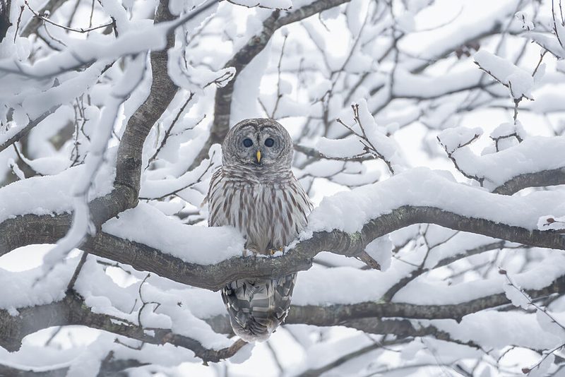 Watchful Winter Owl art print by Max Wang for $57.95 CAD