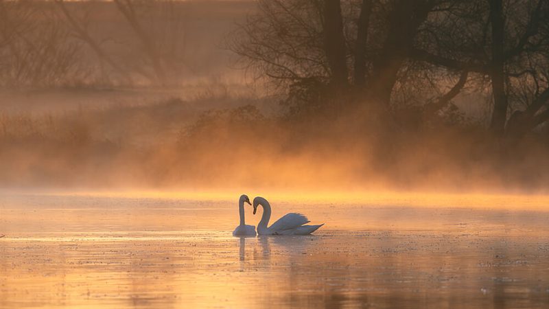 Romantic Swans Golden Lake art print by Joan Zhang for $57.95 CAD