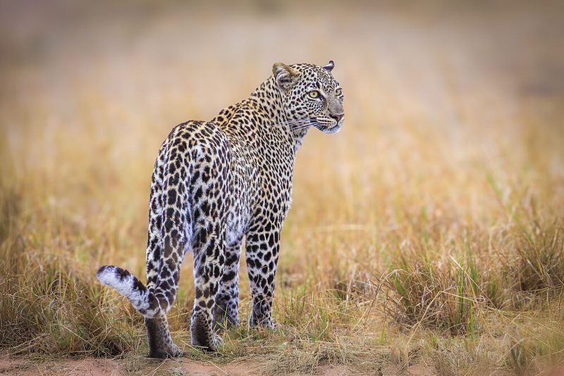 Leopard in Golden Grass art print by Jeffrey C. Sink for $57.95 CAD