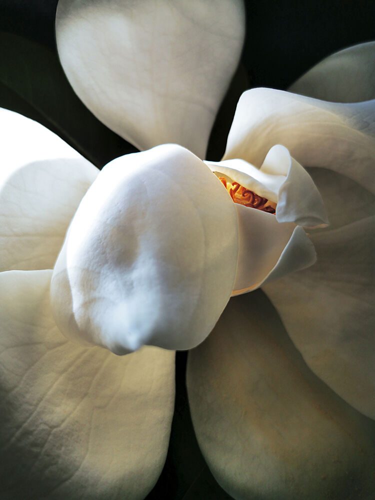 Elegant White Magnolia art print by Angelo Cerantola for $57.95 CAD