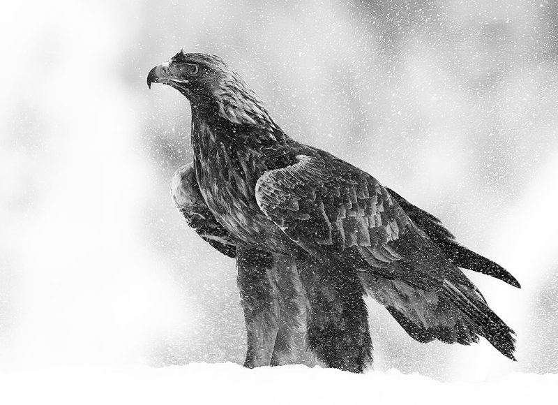 Eagle in Winter Storm art print by Erik Engstrom for $57.95 CAD