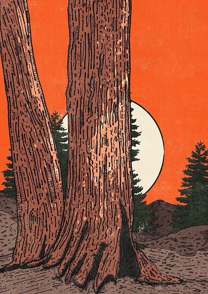 Redwood Sunset Glow art print by Nicholas for $57.95 CAD