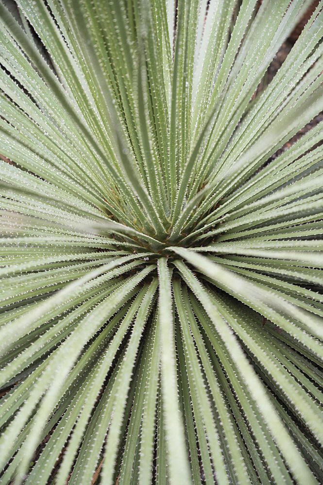 Radiant Spiked Leaves art print by Christa Stroo for $57.95 CAD