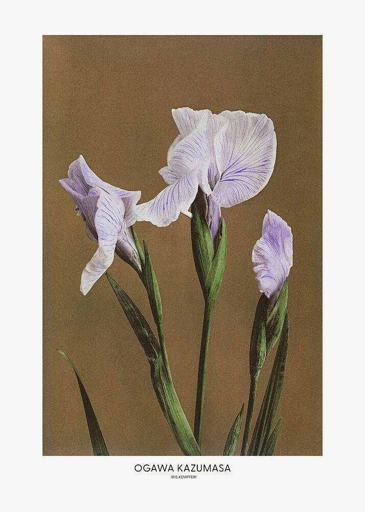 Iris Kempferi by Ogawa Kazumasa art print by Ogawa Kazumasa for $57.95 CAD