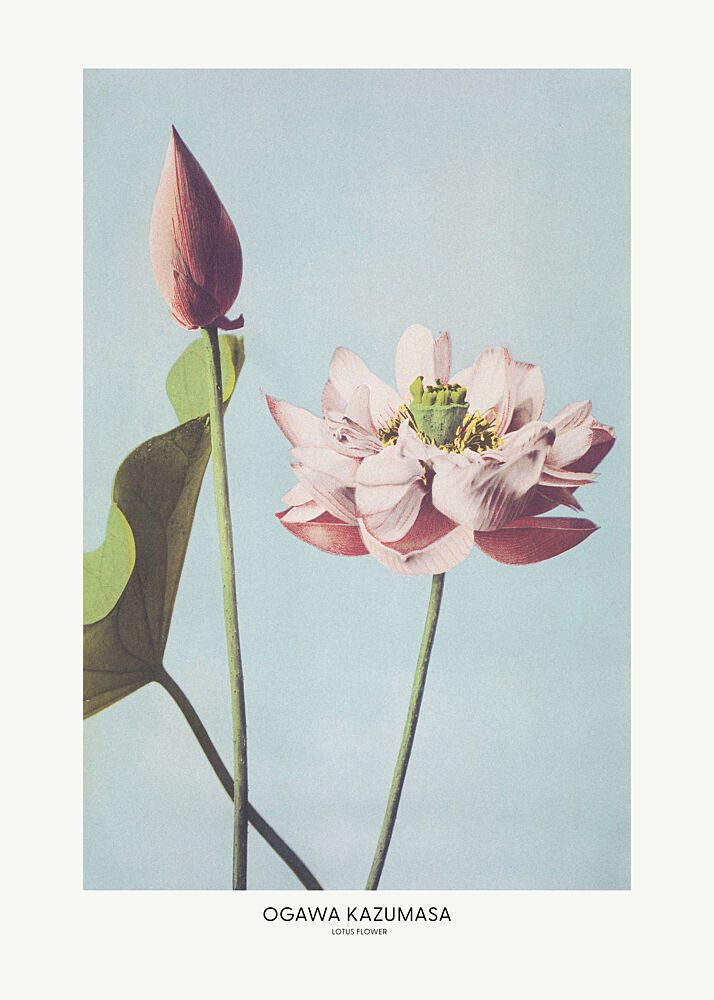 Lotus Flower by Ogawa Kazumasa art print by Ogawa Kazumasa for $57.95 CAD