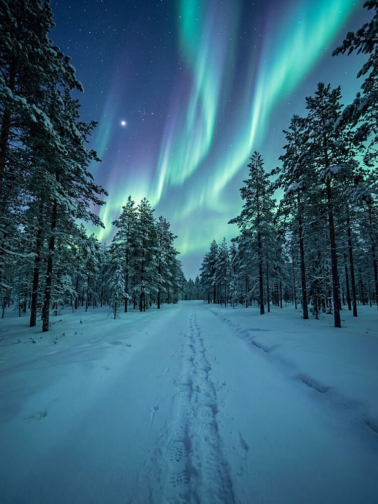 Northern Lights Winter Forest art print by Andreas Magnusson for $57.95 CAD