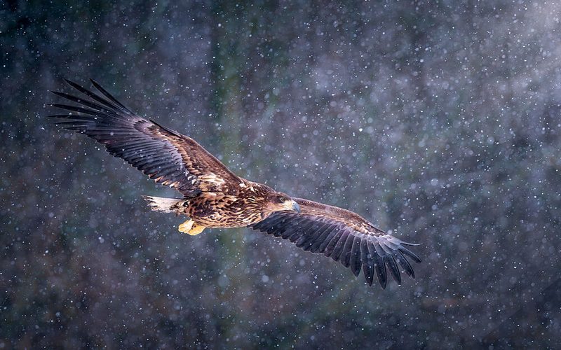 Eagle in Snowfall art print by Ricardo Gayan for $57.95 CAD