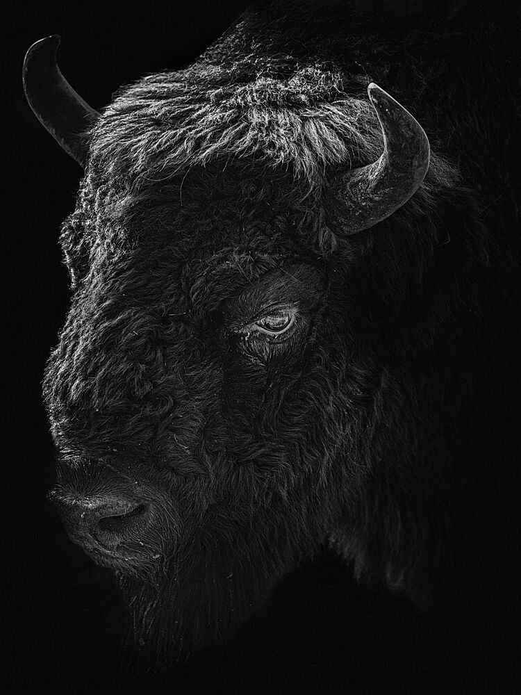 Shadowed Bison Portrait art print by Eiji Yamamoto for $57.95 CAD