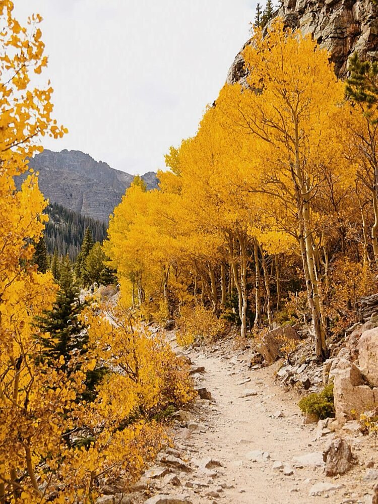Golden Aspen Path art print by del Mundo Imagery for $57.95 CAD