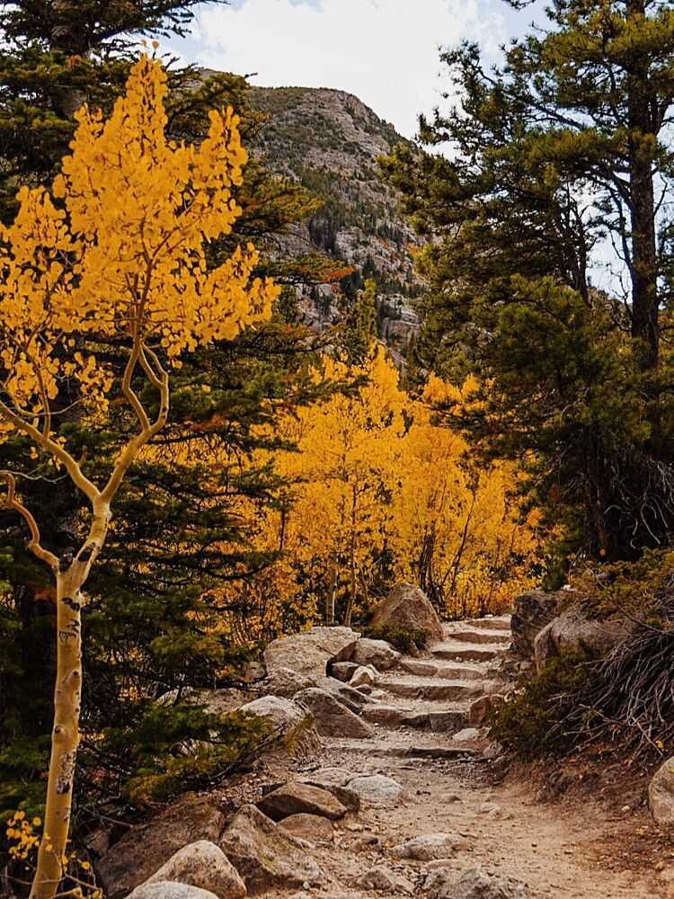 Golden Aspen Trail art print by del Mundo Imagery for $57.95 CAD