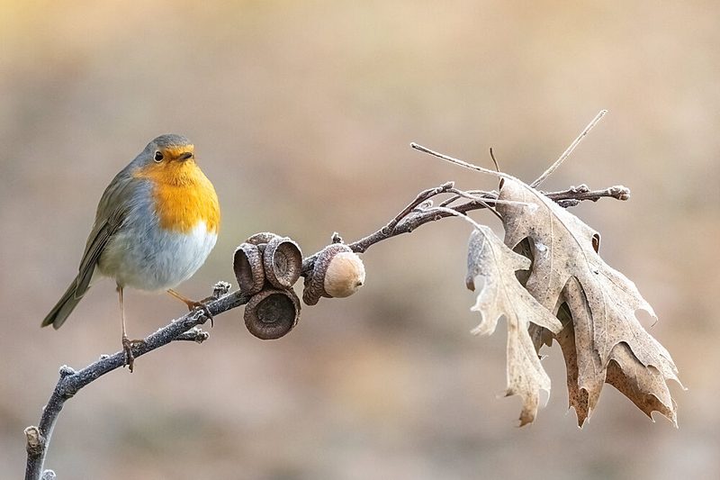 Frosted Robin Perch art print by Massimo Chiodini for $57.95 CAD