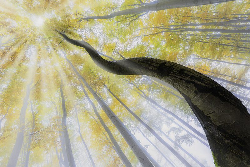 Golden Forest Light art print by Tom Pavlasek for $57.95 CAD