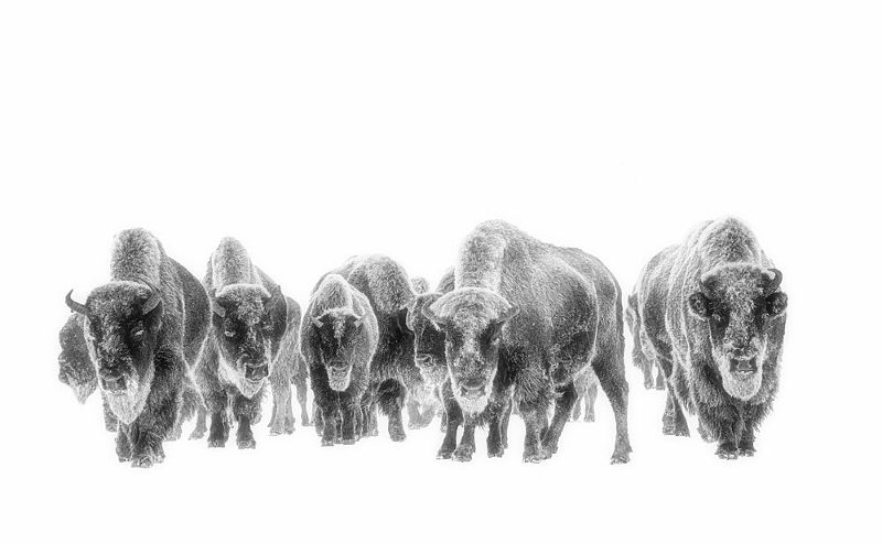 Bison in Winter White art print by Yuan Su for $57.95 CAD