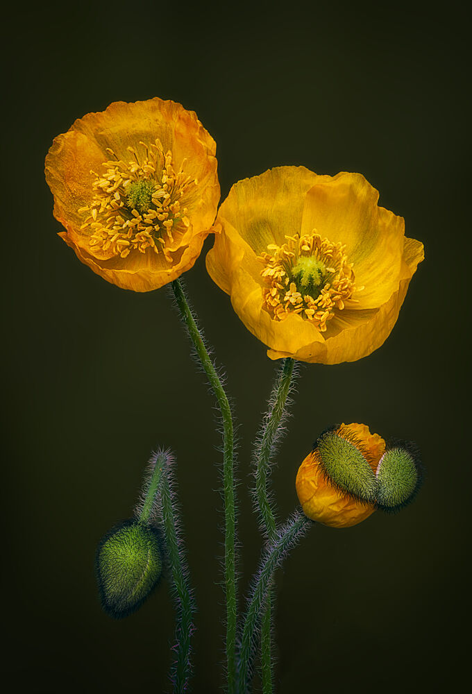 Golden Poppies Bloom art print by Ben.C.L for $57.95 CAD