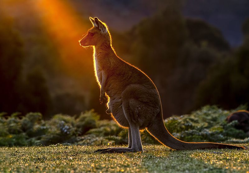 Golden Hour Kangaroo art print by Hung Tsui for $57.95 CAD
