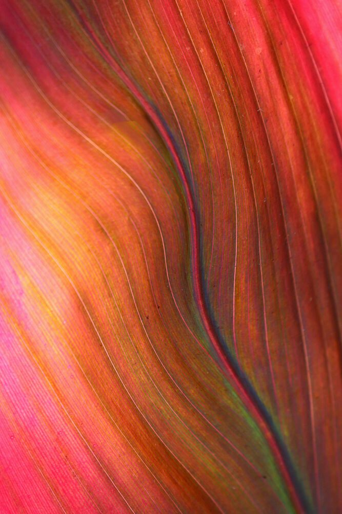 Vibrant Leaf Abstract art print by Robin Wechsler for $57.95 CAD
