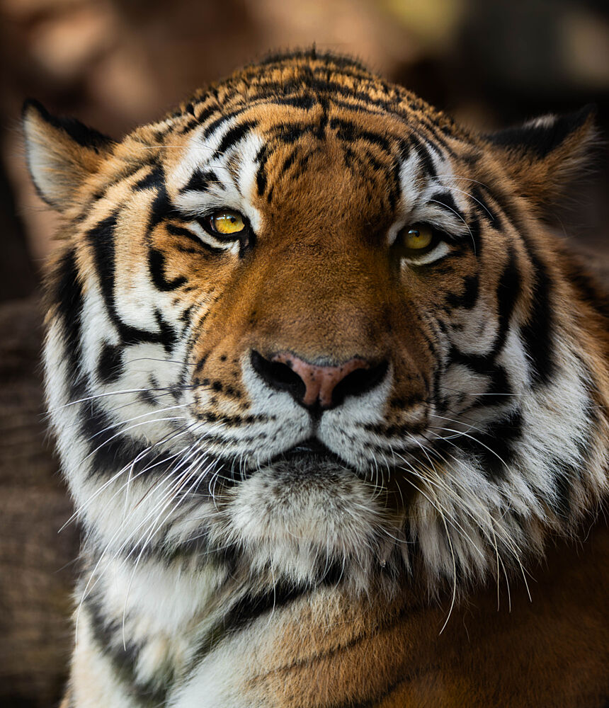 Siberian Tiger Portrait art print by Amasachin for $57.95 CAD