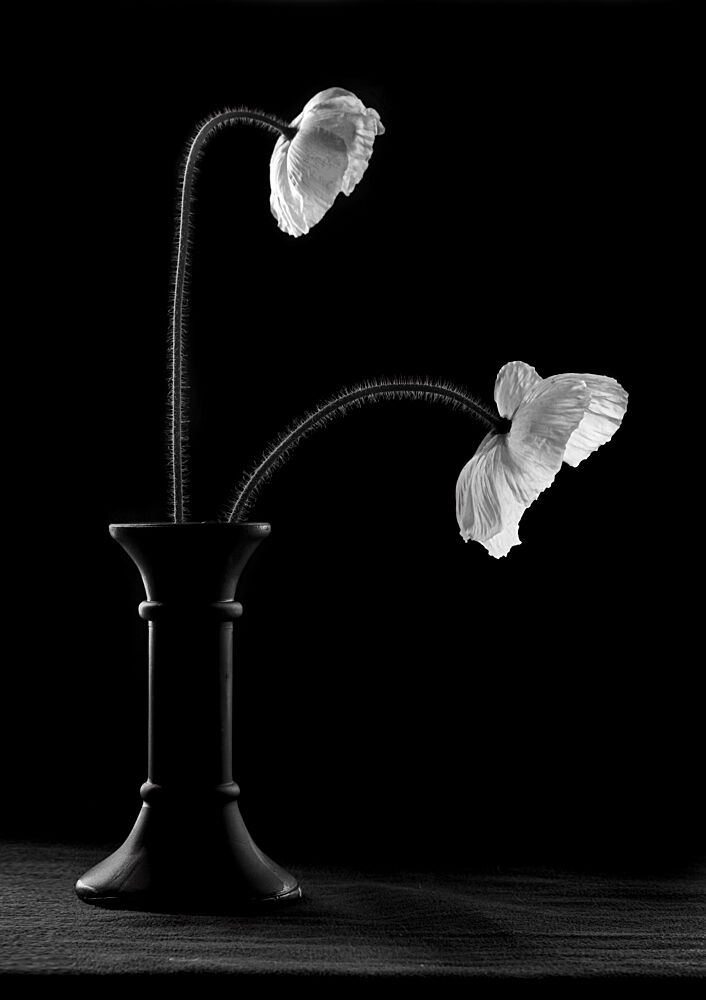 Graceful Poppies in Vase art print by Gaby Grohovaz for $57.95 CAD