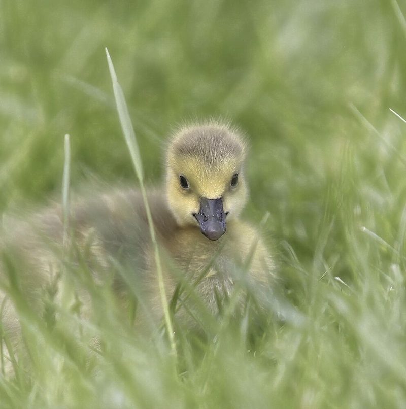 Cute Gosling in Grass art print by Anna Cseresnjes for $57.95 CAD
