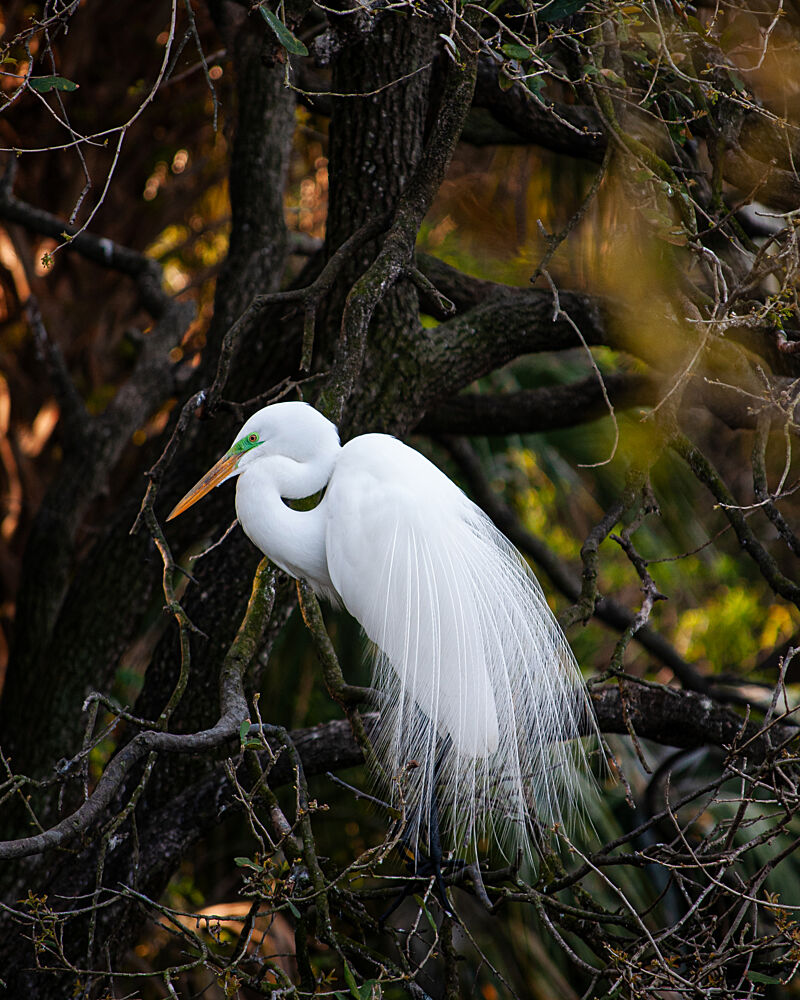 Elegant White Egret art print by Harold Gene Stinson for $57.95 CAD