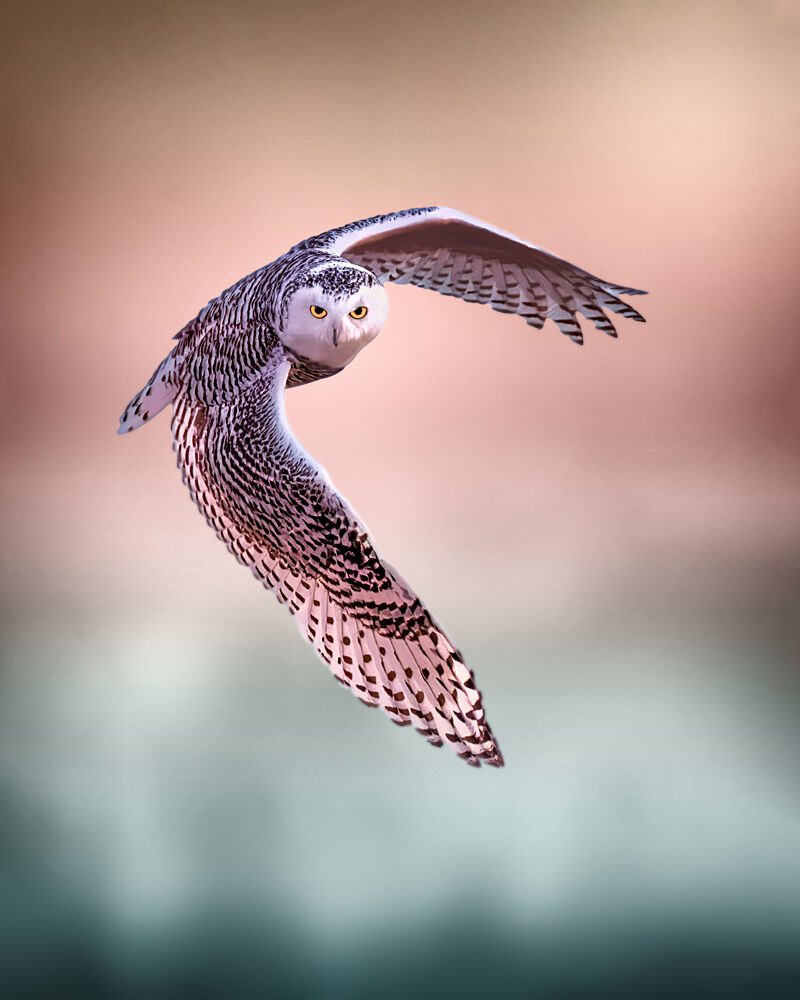 Snowy Owl Flight art print by Zeren Gu for $57.95 CAD