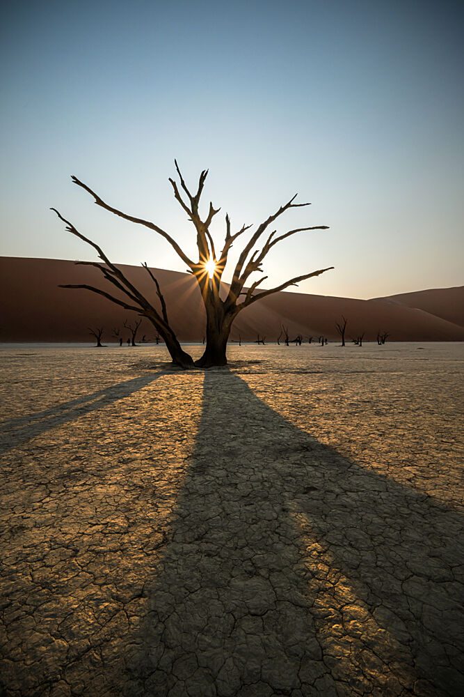 Golden Hour Desert Tree art print by Isam Telhami for $57.95 CAD