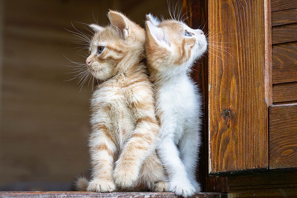 Kittens Back to Back art print by Mustafa Sahin for $57.95 CAD