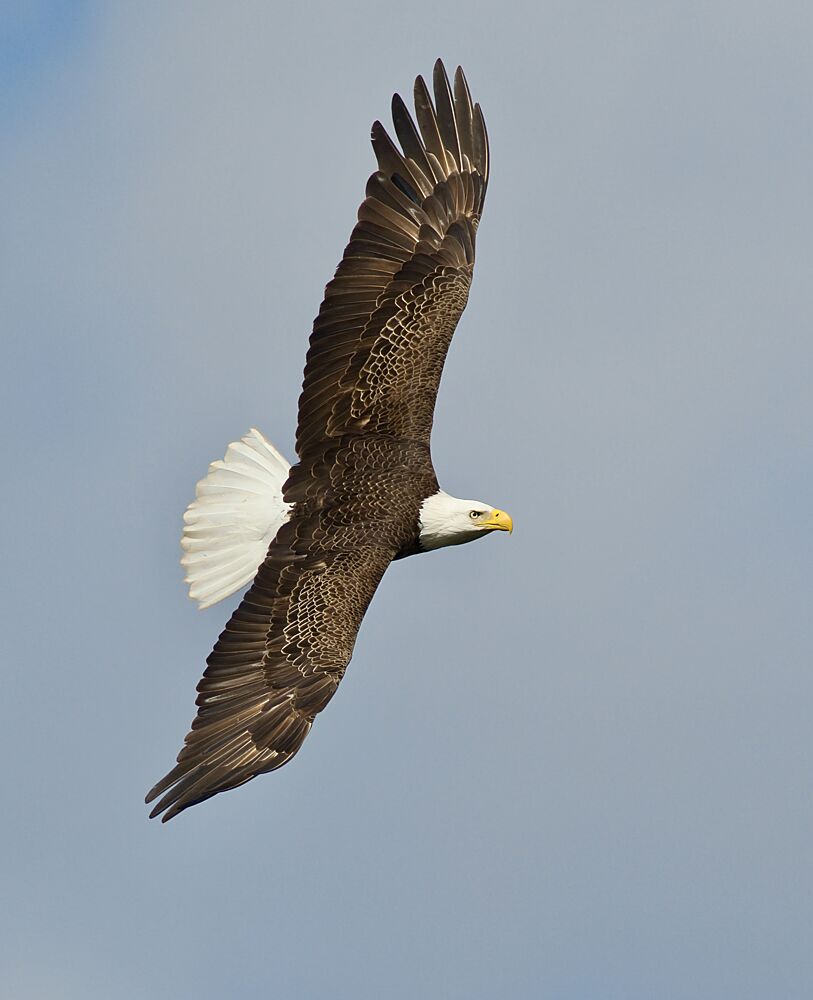 Bald Eagle Soaring art print by Kirk Martin for $57.95 CAD