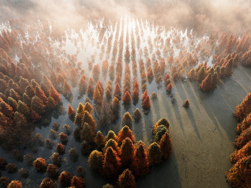 Misty Autumn Forest art print by Herbert Rong for $57.95 CAD