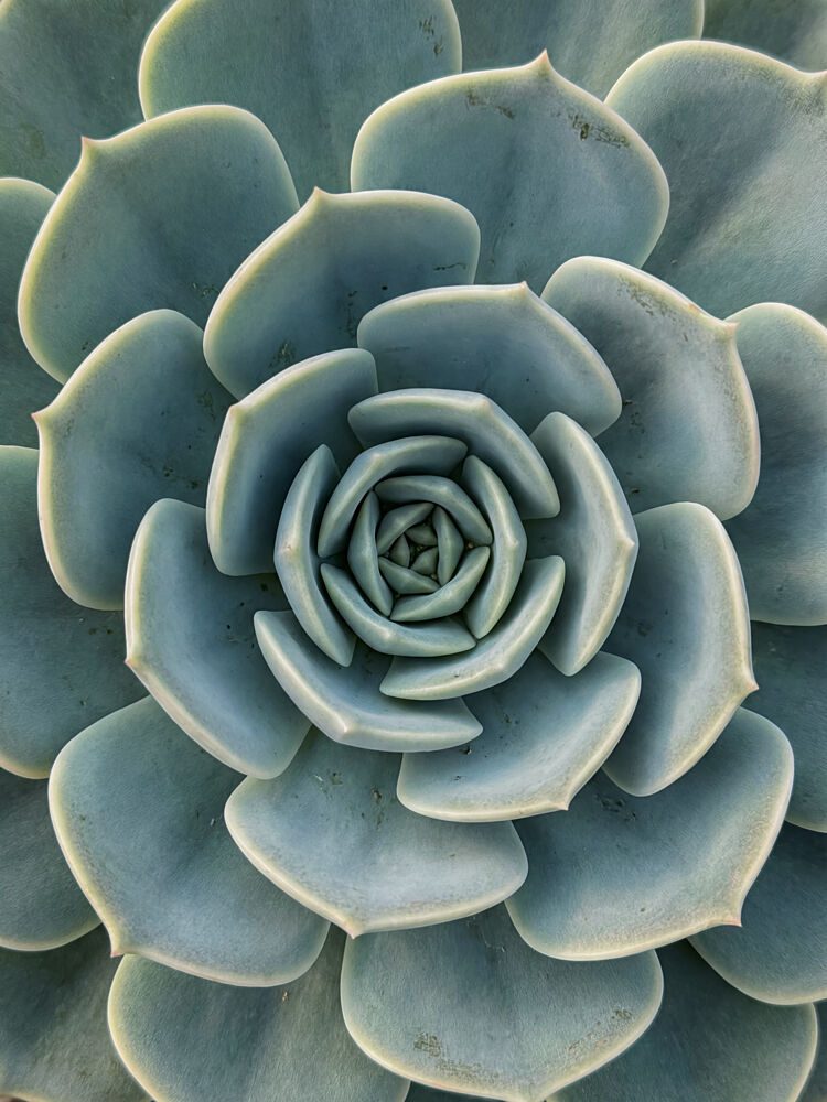 Blue Green Succulent Spiral art print by Andreas Magnusson for $57.95 CAD