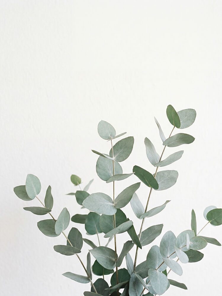 Fresh Eucalyptus Leaves art print by Andreas Magnusson for $57.95 CAD