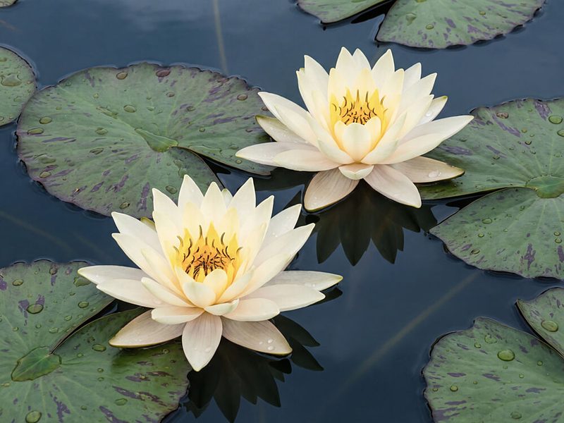 Serene Water Lilies art print by Andreas Magnusson for $57.95 CAD