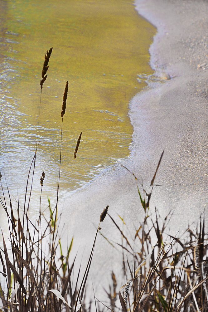 Golden Shore Reeds art print by Christina Sillen for $57.95 CAD