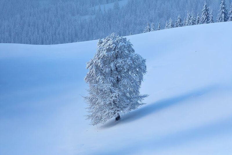 Solitary Winter Tree art print by Lazar Ioan Ovidiu for $57.95 CAD