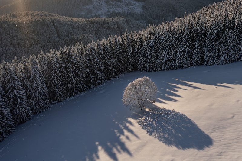 Golden Winter Shadows art print by Lazar Ioan Ovidiu for $57.95 CAD
