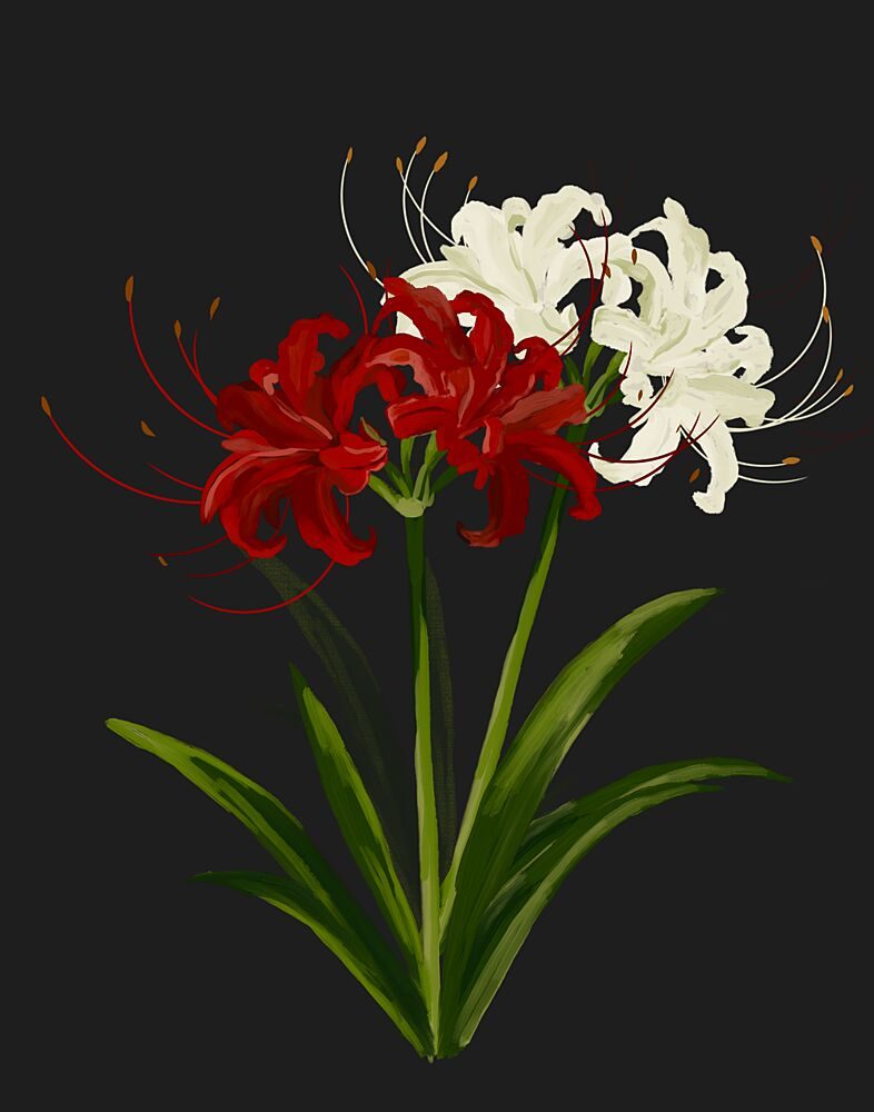 Red White Spider Lilies art print by Josie George for $57.95 CAD