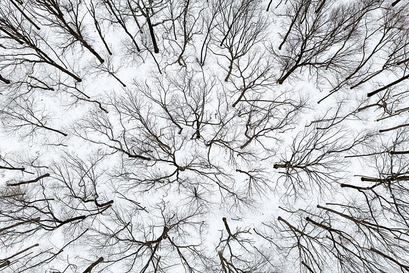 Art of Forest art print by John Fan for $57.95 CAD