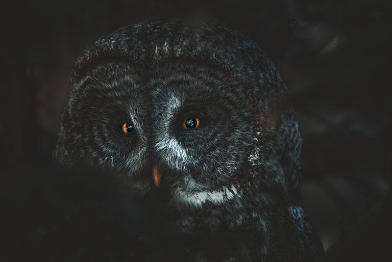 Great Grey Owl Gaze art print by Alex Zhao for $57.95 CAD