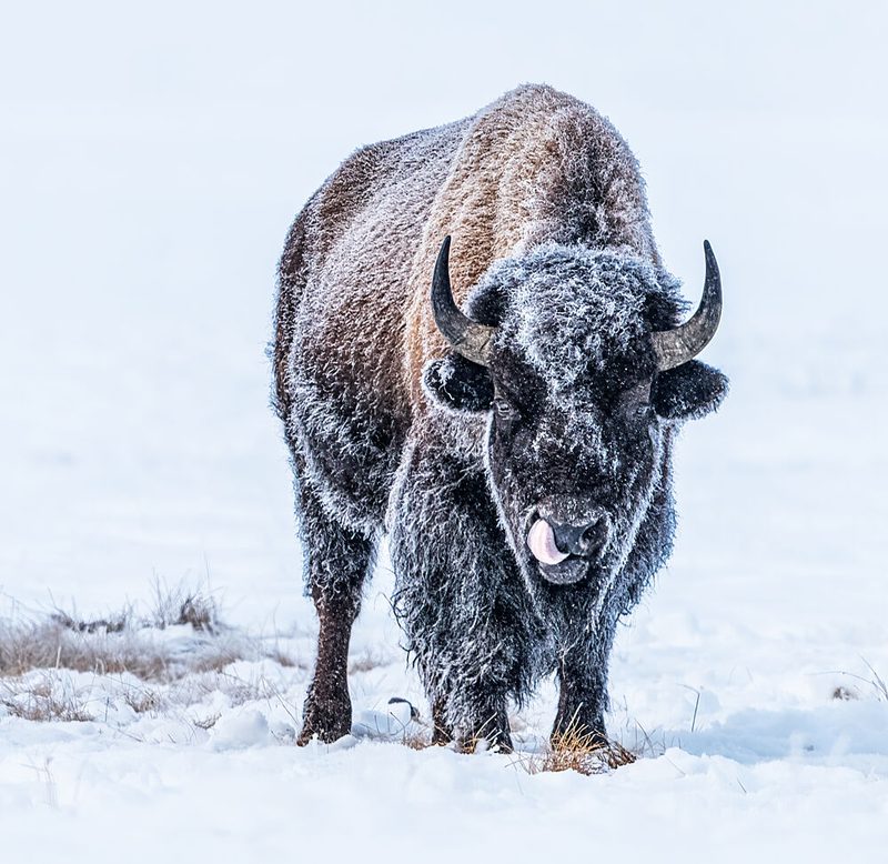 Frosty Winter Bison art print by Yuan Su for $57.95 CAD