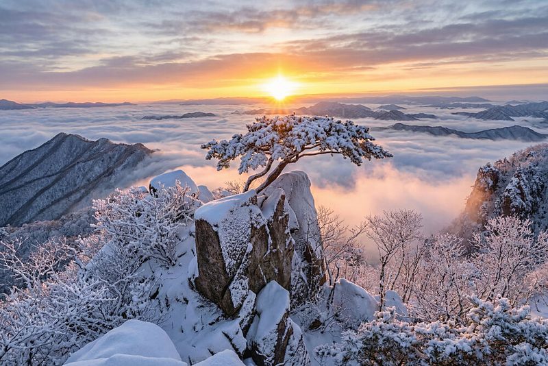Pine Tree Winter Sunrise art print by Jaeyoun Ryu for $57.95 CAD
