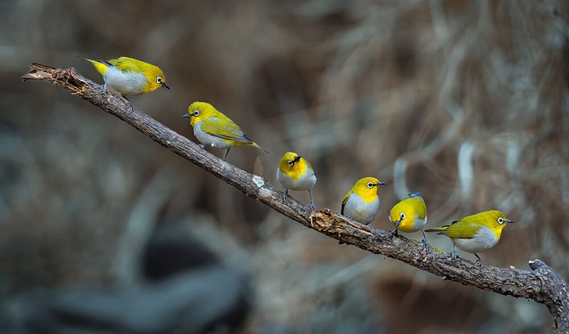 Six Yellow Birds Perched art print by Rahul Wedpathak for $57.95 CAD
