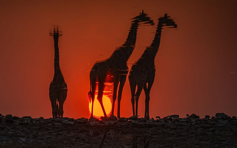 African Sunset Giraffes art print by Isam Telhami for $57.95 CAD