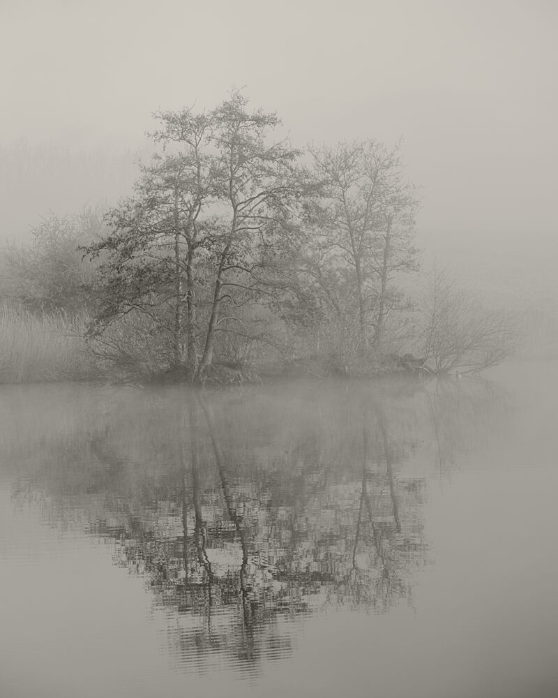 Misty Trees Reflection art print by by Pej for $57.95 CAD